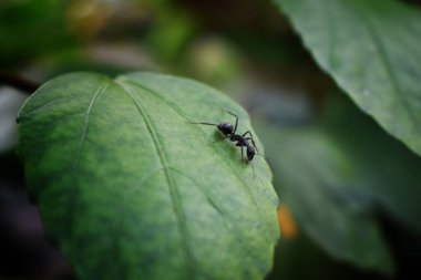Siyah karıncalar yeşil dallarda yiyecek arıyorlar. İş karıncaları ormandaki yuvayı korumak için dallarda yürüyorlar.