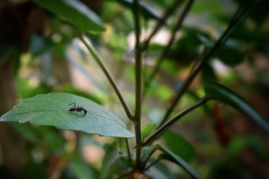 Siyah karıncalar yeşil dallarda yiyecek arıyorlar. İş karıncaları ormandaki yuvayı korumak için dallarda yürüyorlar.