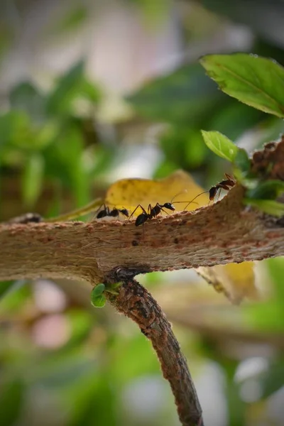 黒アリは緑の枝で食物を探しています アリは森の巣を守るために枝を歩いている — ストック写真