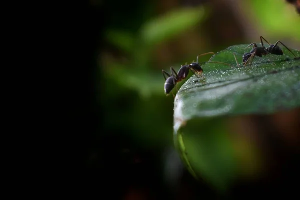 Černí Mravenci Hledají Potravu Zelených Větvích Mravenci Chodí Větvích Aby — Stock fotografie