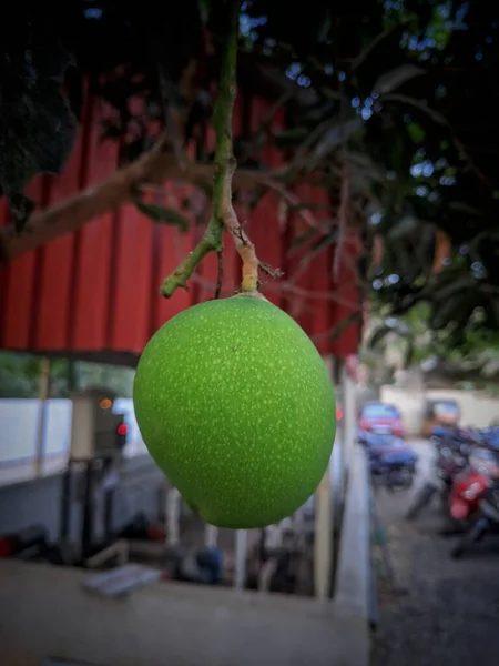 Zbliżenie Wiszące Mango Pole Mango Farma Mango Efektem Światła Słonecznego — Zdjęcie stockowe