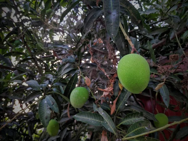 夏の果樹園 緑のマンゴーの木の葉の背景と木にぶら下がっている生のマンゴー — ストック写真