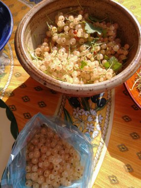 Sarı frenk üzümlerini masadaki bir bahçe hasadından ayırıyorum.