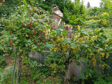 Frenk üzümü ve sarı frenk üzümü doğal bir bahçede hasat için hazır.