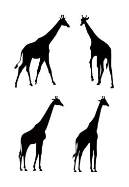 zürafa siluet