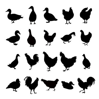 Chicken,Hen,Duck & Roster Set vector Chicken,Hen,Duck & Roster Set vector