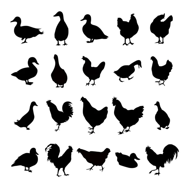 Conjunto de galinha, galinha, pato e galo —  Vetores de Stock