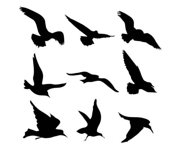 Flying Birds — Stock Vector