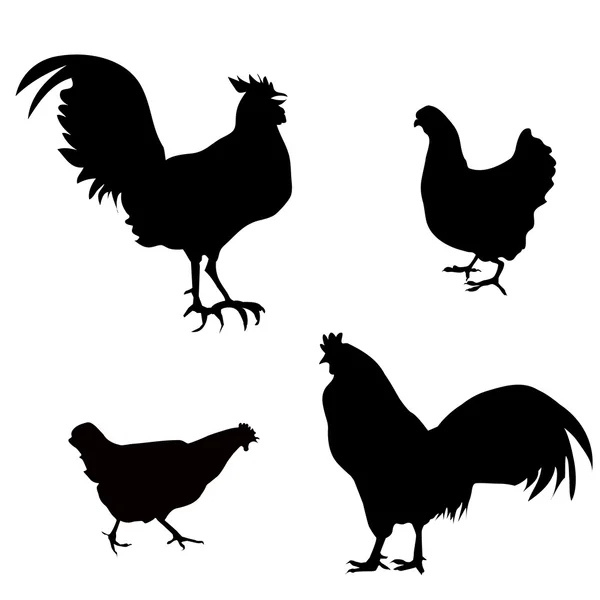 Polla y gallina — Vector de stock