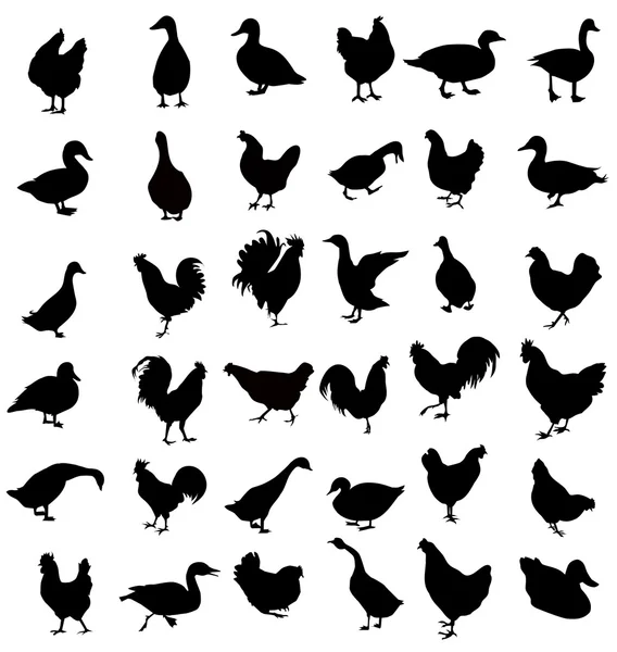 Conjunto de silueta de pollo y pato — Vector de stock