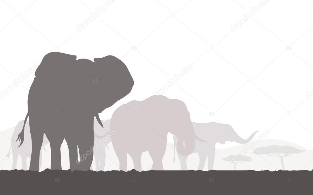 Elephants Silhouettes in African Safari