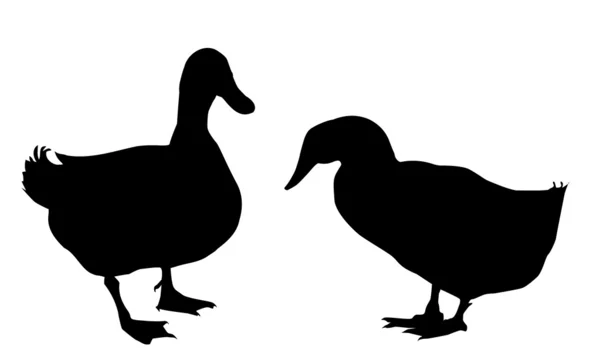 Dos patos-vector — Vector de stock