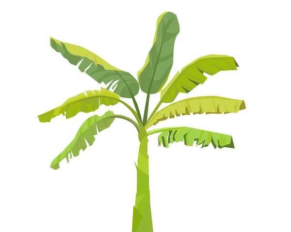 Plátano Árbol-vector — Vector de stock