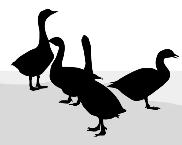 Swan & Ducks-Vector — Stock Vector