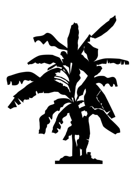 Силуэт бананового дерева - вектор — стоковый вектор