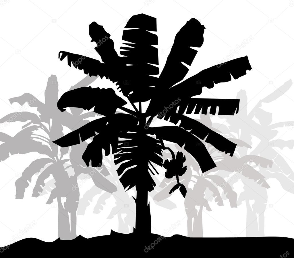 Banana Tree Silhouette- Vector