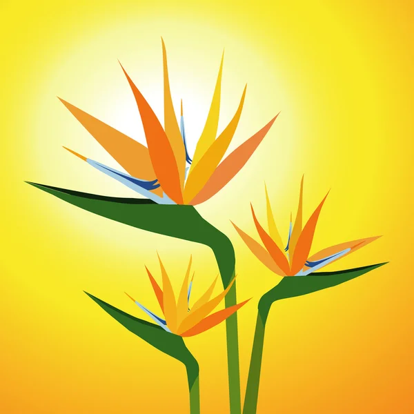 Cennet Kuşları-vektör