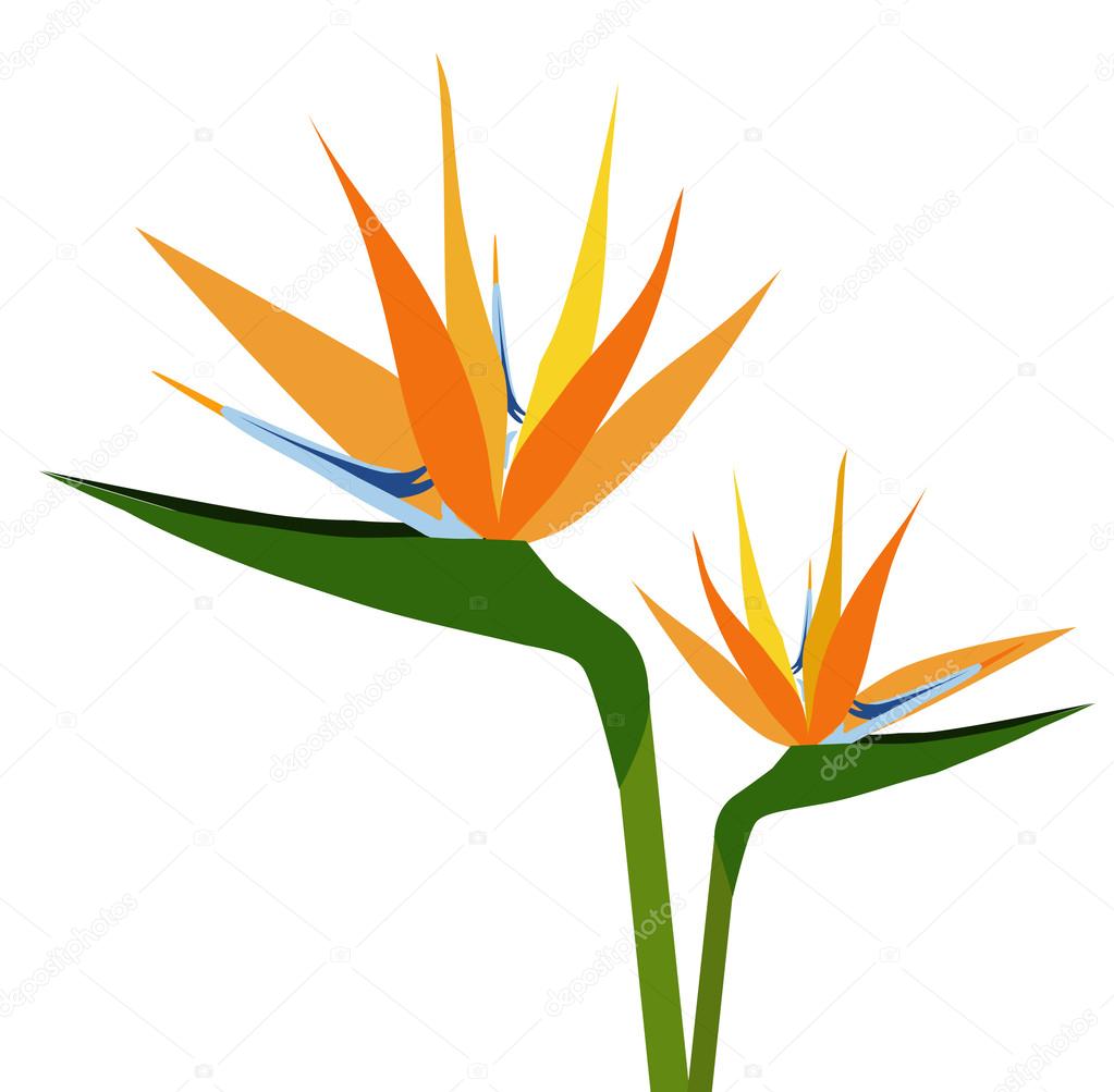 Paradise Flowers-Vector