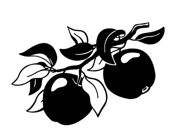 Elmalar Dala Elle Çizilmiş Siluet Bahçe Meyvesinin Bir Parçası Ambalaj — Stok Vektör
