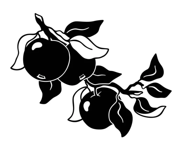 Elma Ağacının Bir Parçası Dal Üzerinde Bahçe Meyvelerinin Yapımı Silueti — Stok Vektör
