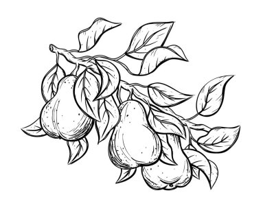 Üç sallanan meyve ve yapraklı armut ağacının bir parçası. Siyah çizgisel çizim. Botanik baskısı, poster, tarım ürünü için element, ambalaj tasarımı. Grafiksel izole vektör illüstrasyonu, beyaz arkaplan