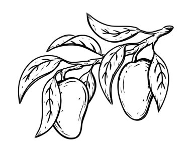 Yapraklı mango, mürekkep çizimi. Tropikal meyvenin siyah doğrusal klitorisi. Botanik baskısı, poster, tarım ürünleri ambalajı için element. Grafiksel izole vektör illüstrasyonu, beyaz arkaplan