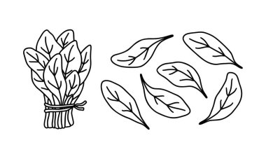 Bir demet ıspanak ve tek yapraklı karalama ikonları. Gıda ambalajı tasarımı için el çizimi siyah çizimi. Beyaz arkaplanda izole edilmiş vektör piktogramını ekle