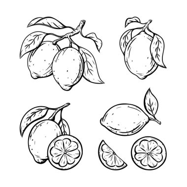 Limon çizim seti. Yapraklı tek narenciye, dal üzerinde, kes, kes. Siyah doğrusal klipsleme, tarım ürünü ambalajlama elementi. Grafiksel izole vektör illüstrasyonu, beyaz arkaplan