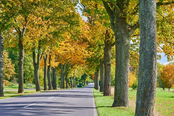 Paesaggio Con Viale Alberi Autunnali Colorati Nella Regione Circostante Berlino — Foto Stock