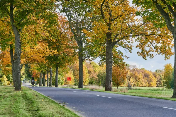 Paesaggio Con Viale Alberi Autunnali Colorati Nella Regione Circostante Berlino — Foto Stock