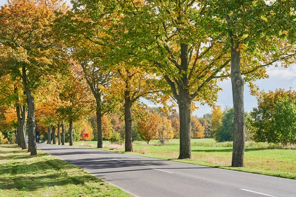 Paesaggio Con Viale Alberi Autunnali Colorati Nella Regione Circostante Berlino — Foto Stock