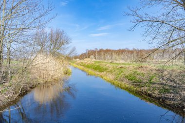Berlin, Almanya 'da güneşli bir bahar gününde küçük bir derenin üzerinde mavi bir gökyüzü. Sağ kıyıda, sudaki sazlıkların genç filizlerini görebilirsiniz..