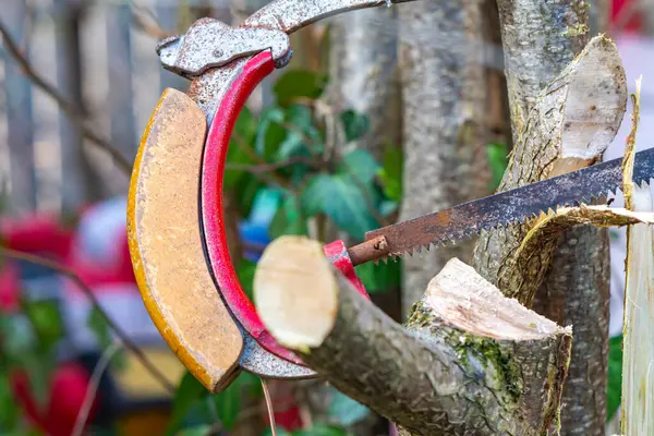 Detail Van Een Zaag Die Een Jonge Boom Zaagt Voor — Stockfoto