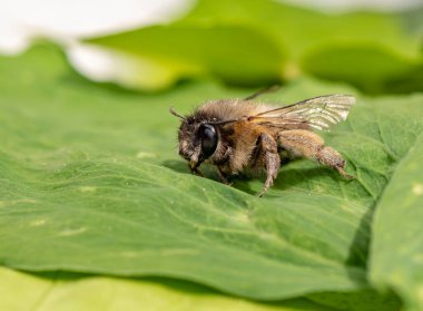 Bahçede güneşin altında yaprağın üzerinde oturan bir bal arısının makro görüntüsü..
