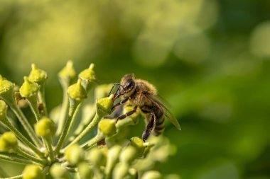 Sarmaşığın çiçeklerinde oturan ve hortumuyla nektar emen bir arı makro görüntüsü..