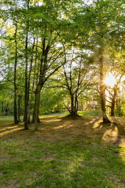 Batan güneşin ışığının içinden parladığı ağaçların görüntüsü.