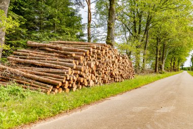 Yığılmış ve istiflenmiş ağaç gövdeleri orman kenarındaki bir yolun kenarında yatıyor..