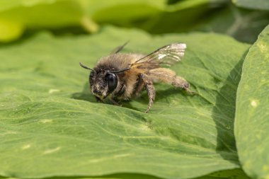 Bahçede güneşin altında yaprağın üzerinde oturan bir bal arısının makro görüntüsü..