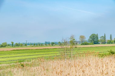 Almanya, Aşağı Saksonya 'daki Elbauen nehrine bakın. Tarlaları, çayırları ve ağaçları olan bir manzara görüyorsunuz..