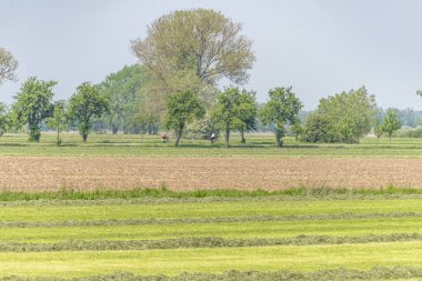 Almanya, Aşağı Saksonya 'daki Elbauen nehrine bakın. Tarlaları, çayırları ve ağaçları olan bir manzara görüyorsunuz..