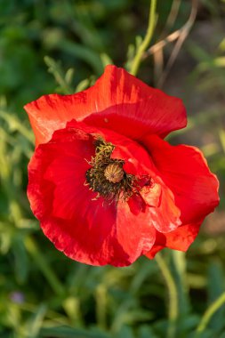 Parlak kırmızı gelincik (Papaver orientale) güneşte.