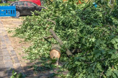 Berlin, Almanya 'da şiddetli bir fırtınadan sonra düşen bir ağacın kalıntıları. Yol hala kapalı çünkü dallar yolu kapatıyor..