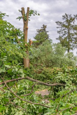 Berlin, Almanya 'da şiddetli bir fırtınadan sonra düşen bir ağacın kalıntıları. İtfaiye yolu tekrar geçilebilir hale getirmek için dalları çoktan kesmiştir..