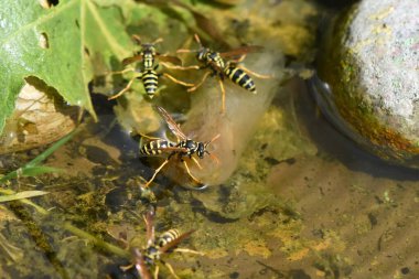 Sıcak ve güneşli bir günde, bahçede kabuğundan su içen arılar..