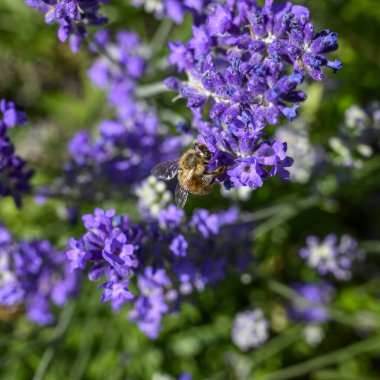 Mor lavantanın üzerinde oturmuş nektar arayan bir arı görüyorsunuz..