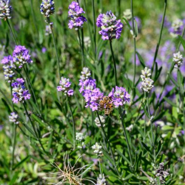 Mor lavantanın üzerinde oturmuş nektar arayan bir arı görüyorsunuz..