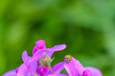 Bir uğur böceğinin (Coccinellidae) pembe çiçekleri üzerinde sürünen bir uğur böceği görüntüsü.