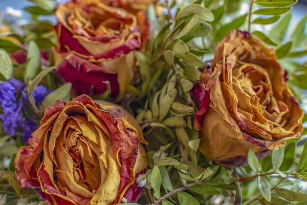 Крупный План Букета Сушеных Роз Различных Дополнительных Растений — стоковое фото