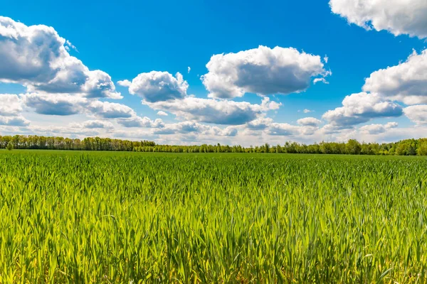 Campos Fronteira Cidade Entre Berlim Brandemburgo Alemanha Sobre Paisagem Nuvens — Fotografia de Stock