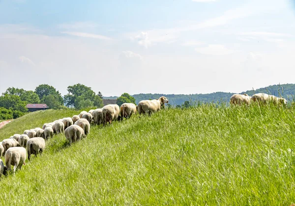 Eine Schafherde Weidet Auf Einem Deich Der Elbe Die Tiere — Stockfoto